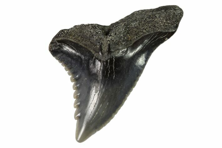 Hemipristis Shark Tooth Fossil - Virginia #102156